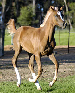 Ashika as a weanling at Syrah