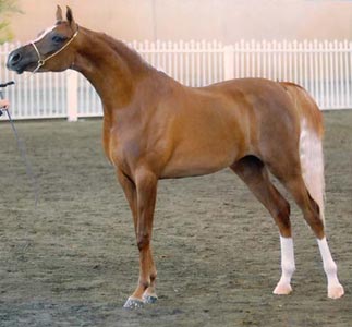 Ashika at 2005 East Coast Championships