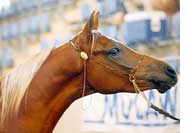Azima at the Australian Championships