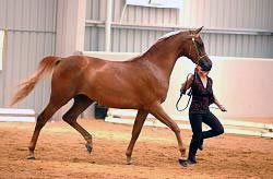 Azima at the Classic
