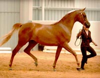 Azima at the 2003 Victorian Classic