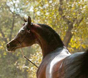 Gazal al Shaqab