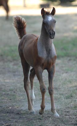 Sadiyya