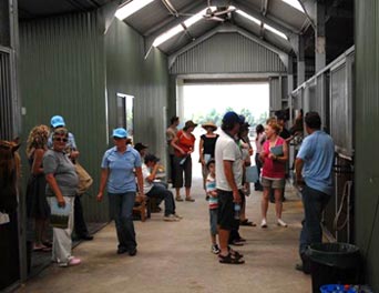 Visitors to the stables