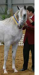 Miraak at Victorian Championships - photo Derek O'Leary
