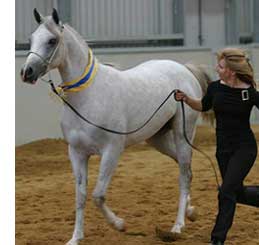 Miraak at Victorian Championships - photo Derek O'Leary