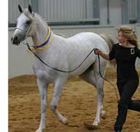 Miraak wins Champion Junior Gelding