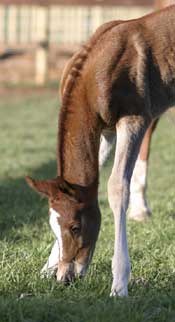 Shakara grazing