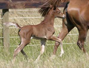 Verve trotting with his mother